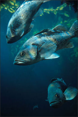 20110307-NOAA fish blackrockfish_100.jpg